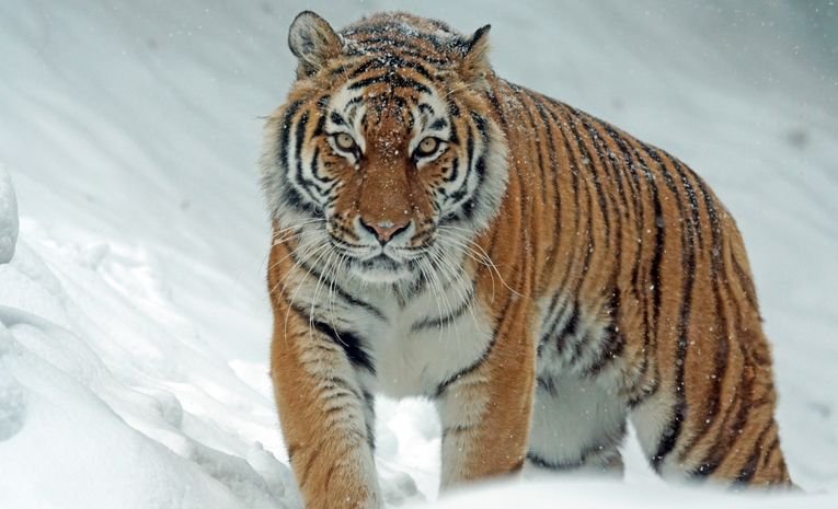 Life of Pi: Study Guide and Themes Explained